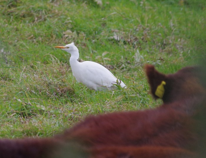 Cattle Egret
