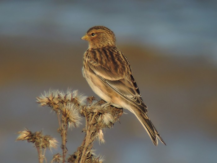 Twite