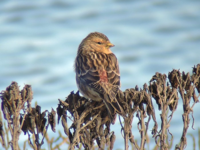 Twite
