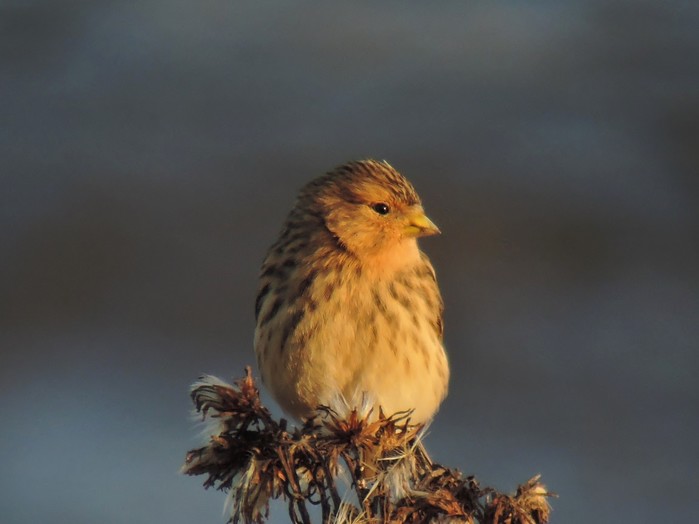 Twite