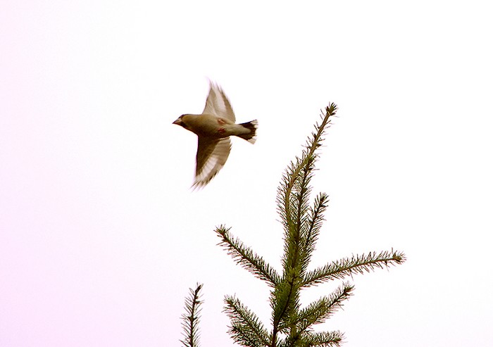 Hawfinch