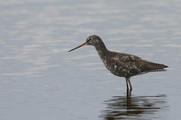 Spotted Redshank