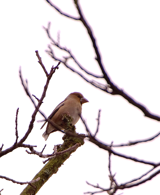 Hawfinch