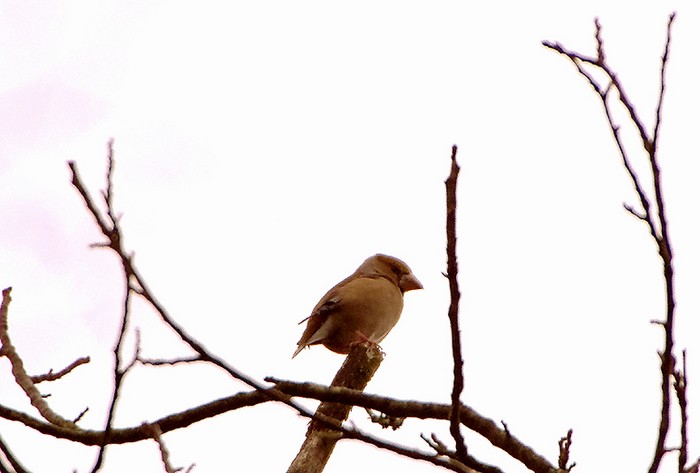 Hawfinch