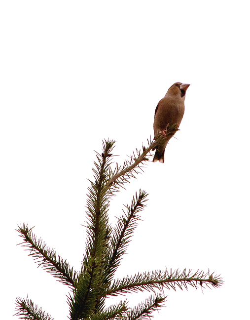 Hawfinch