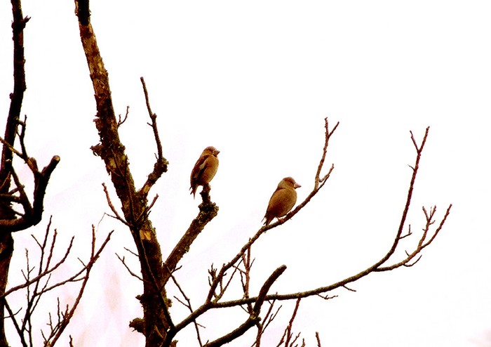 Hawfinch