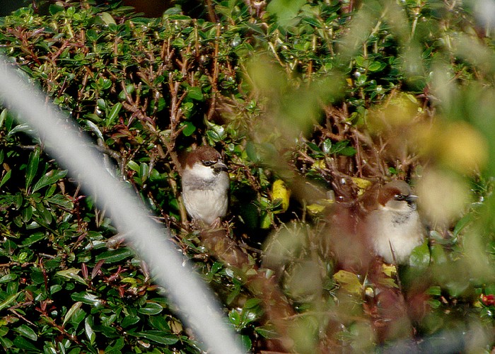 Italian Sparrow