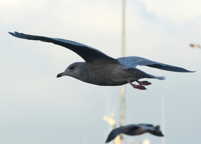 Iceland Gull