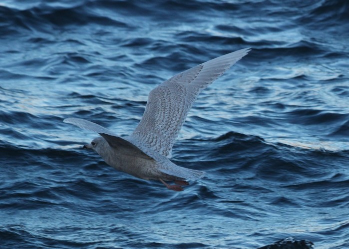 Iceland Gull