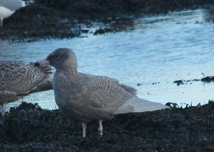 Glaucous Gull