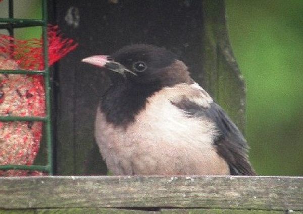 Rose-coloured Starling