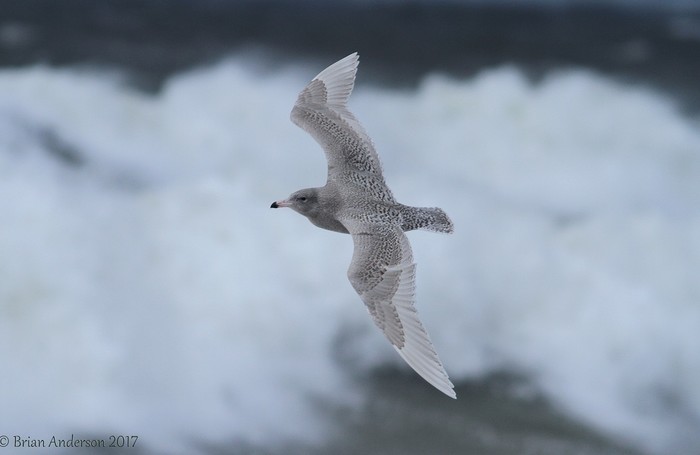 Glaucous Gull