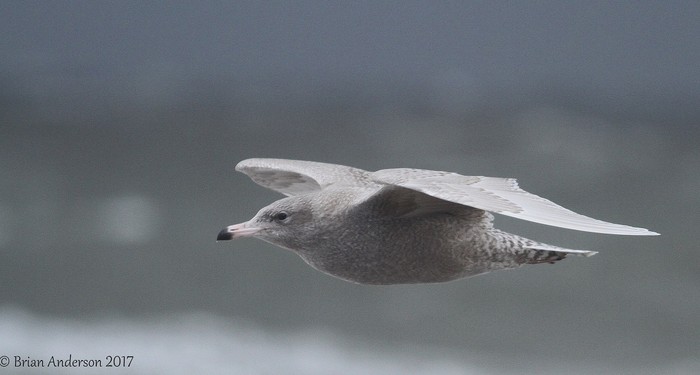 Glaucous Gull