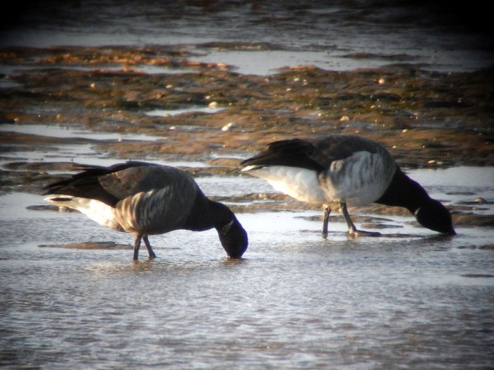 Dark-bellied Brent Goose