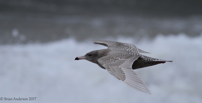 Glaucous Gull