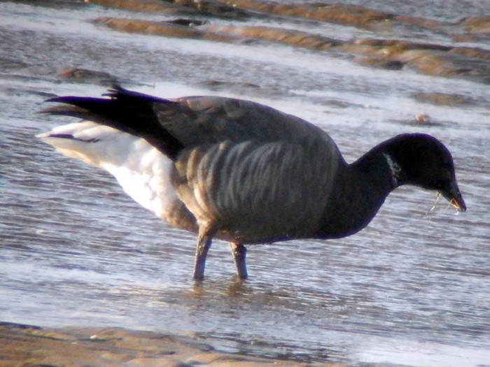 Dark-bellied Brent Goose