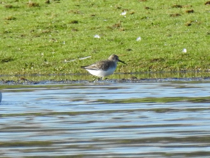 Dunlin