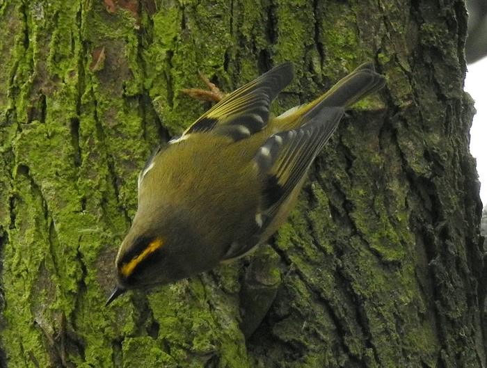 Goldcrest