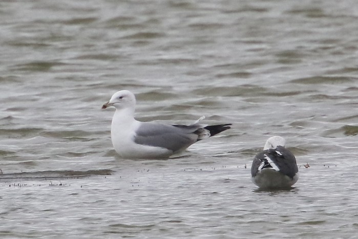 Caspian Gull