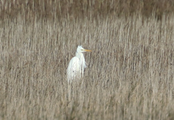 Great White Egret