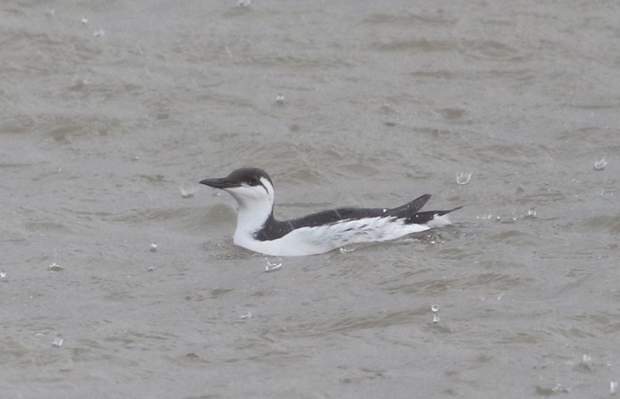 Guillemot