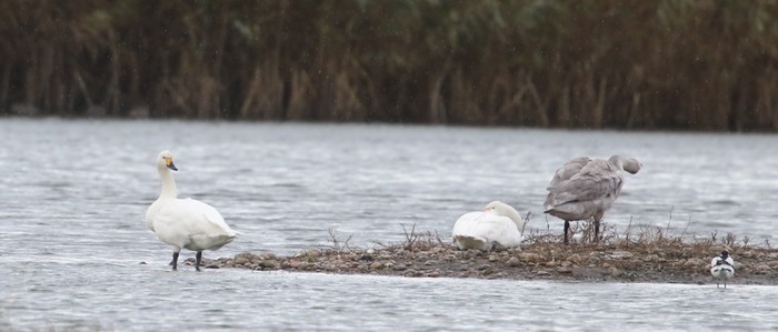 Bewick's Swan