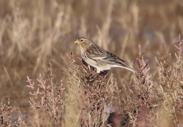 Twite