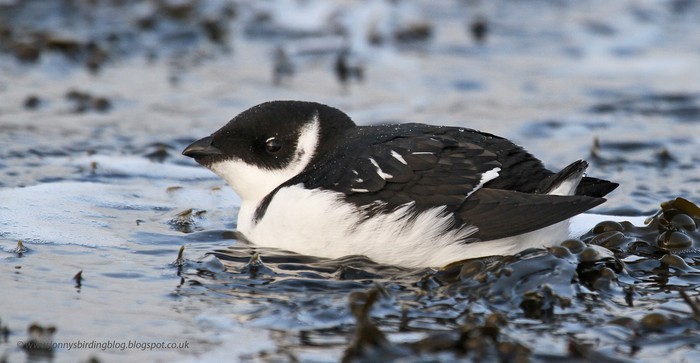 Little Auk