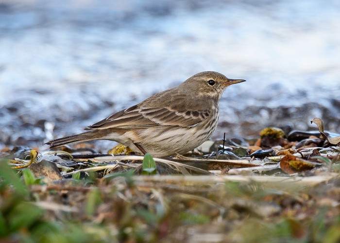 Water Pipit