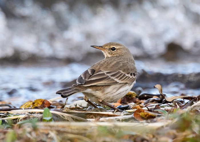 Water Pipit
