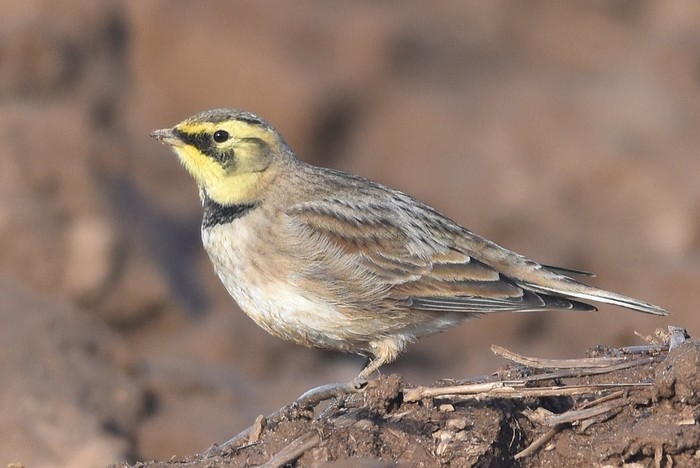 Shorelark 