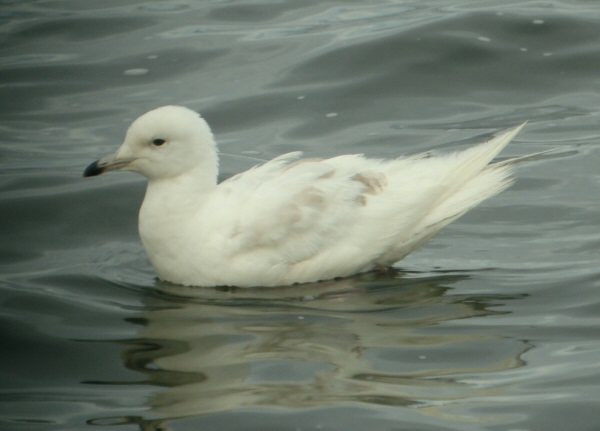 Iceland Gull