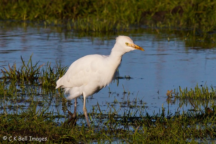 Cattle Egret