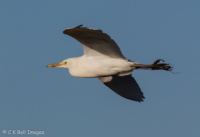 Cattle Egret