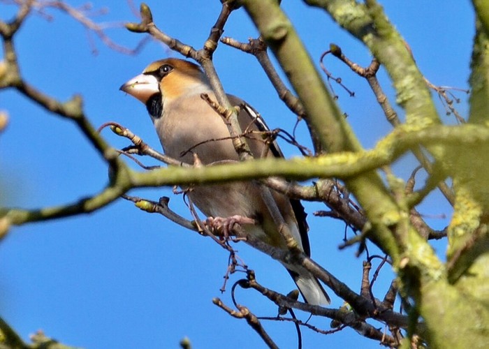 Hawfinch