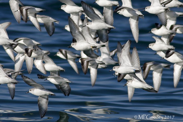 Sanderling