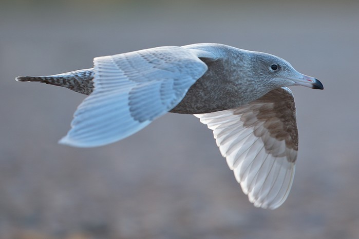 Glaucous Gull