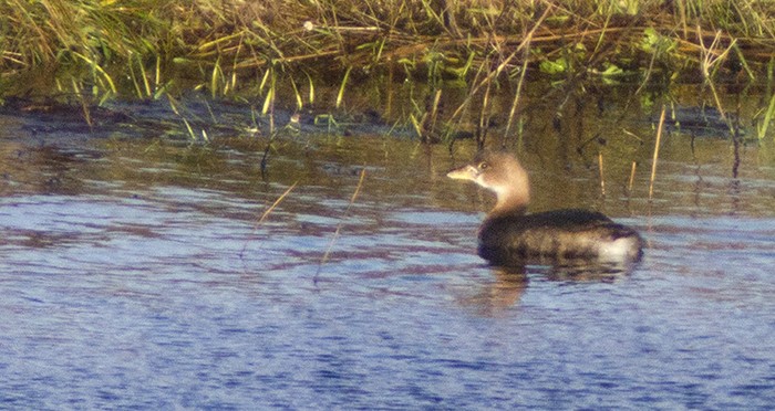 Pied-billed Grebe
