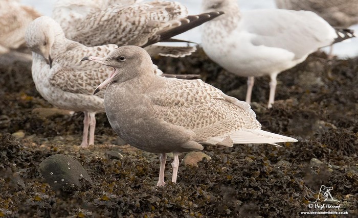 Glaucous Gull