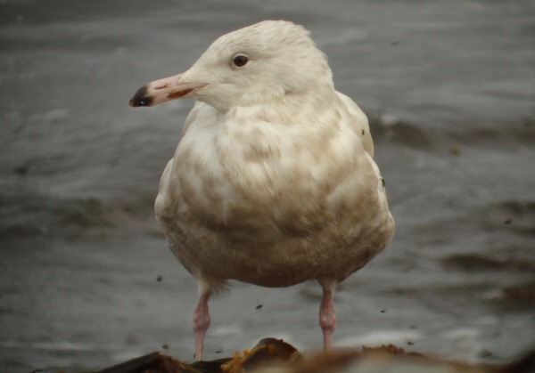 Glaucous Gull