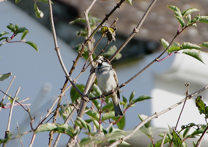 Italian Sparrow
