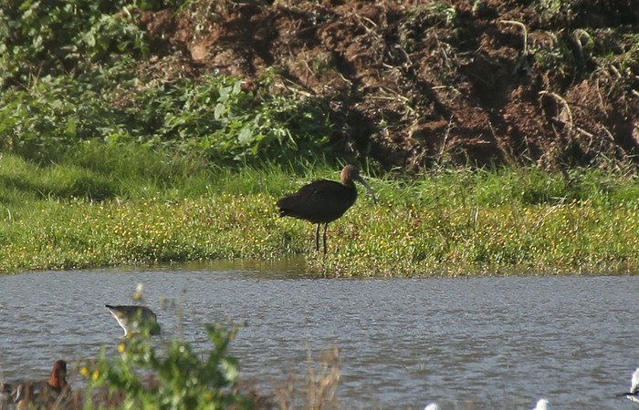 Glossy Ibis