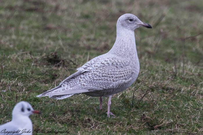Iceland Gull