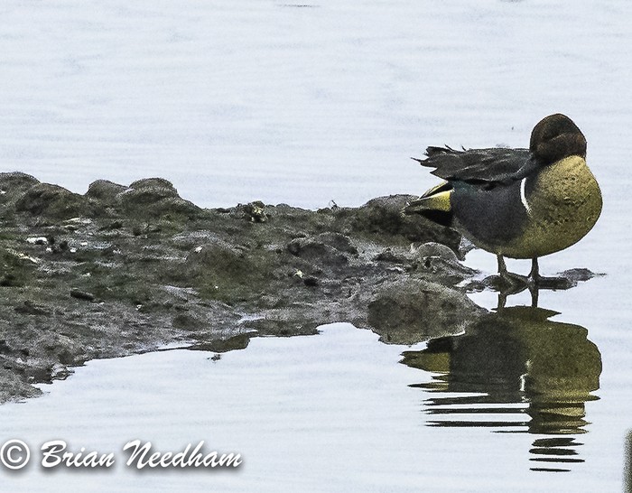 Green-winged Teal