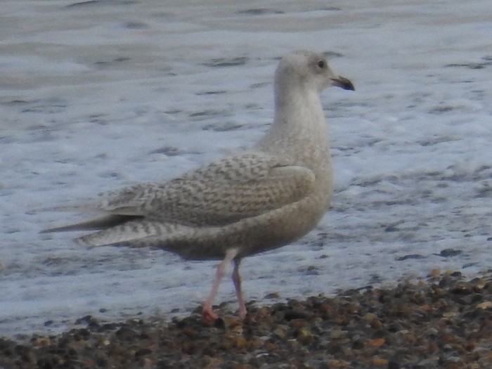 Iceland Gull
