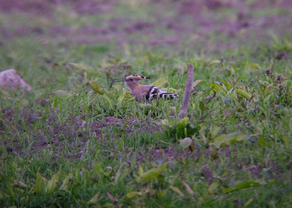 Hoopoe