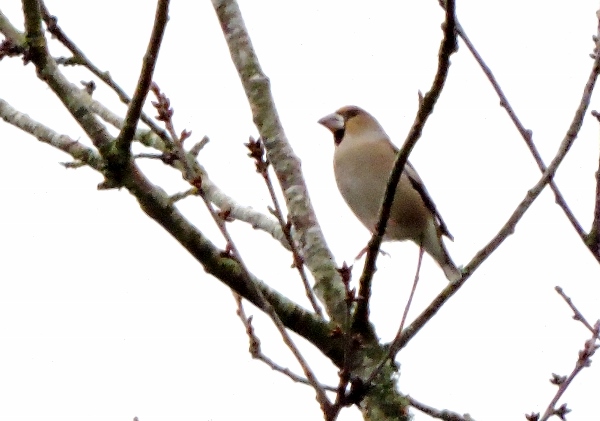 Hawfinch
