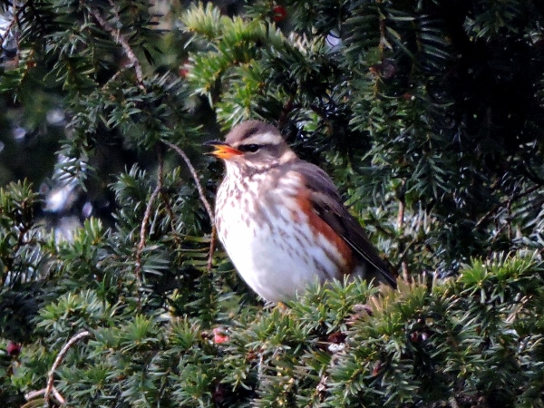 Redwing