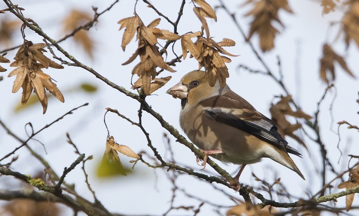 Hawfinch