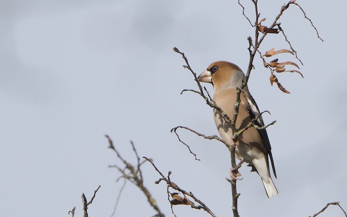 Hawfinch